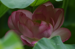 上野の蓮　3　不忍池