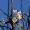 白梅
