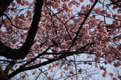 大寒桜　2　上野公園