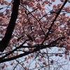 大寒桜　2　上野公園