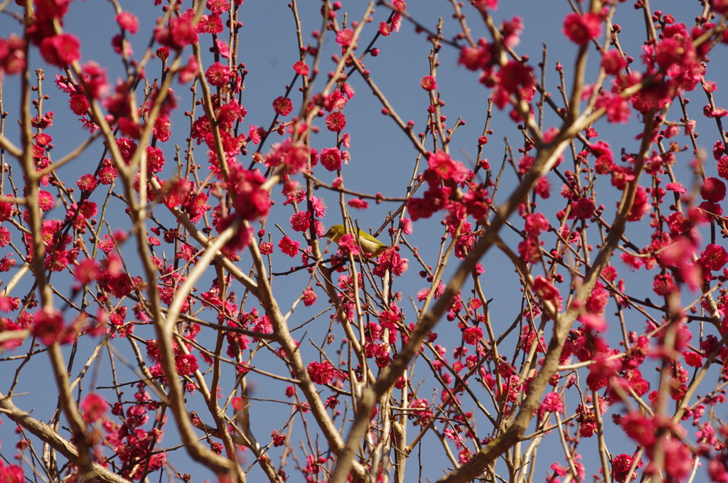 紅梅とメジロ　皇居東御苑　２月