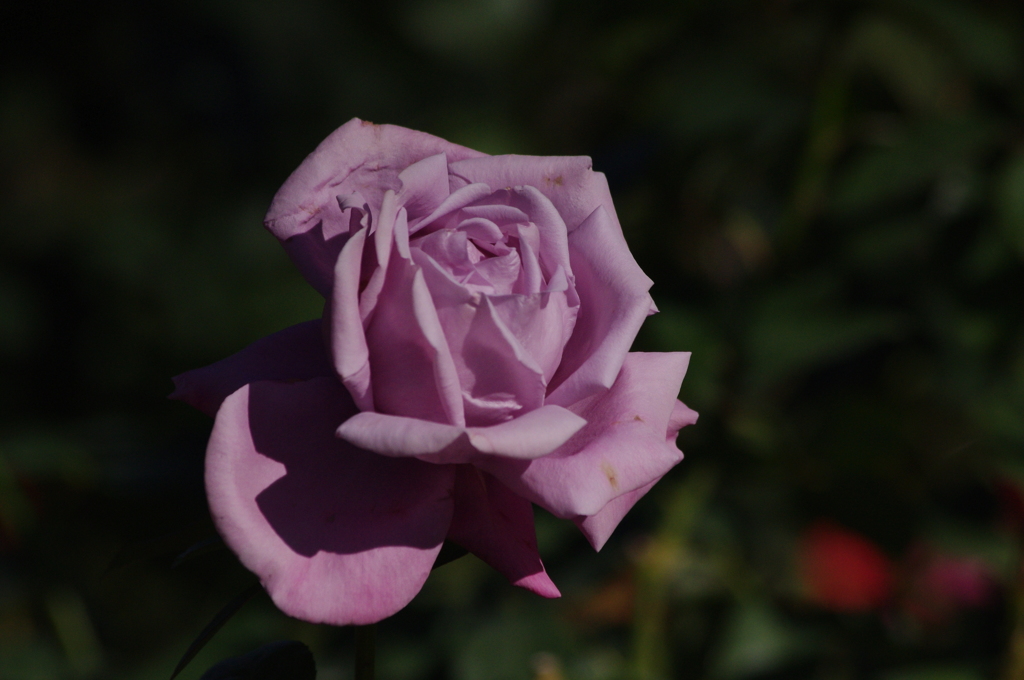 薔薇　6