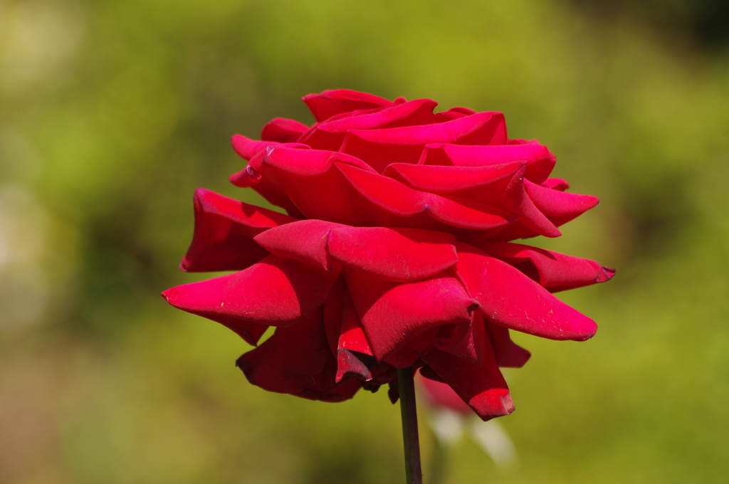 薔薇　3