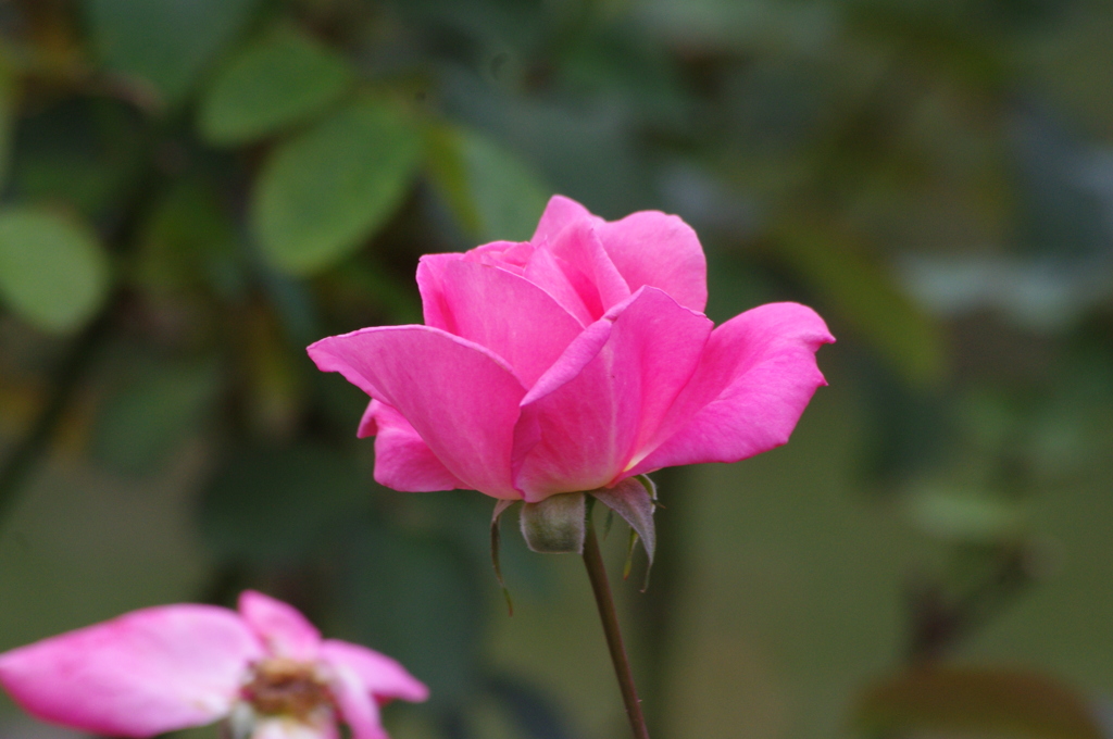 バラ　8　日比谷公園　１０月下旬