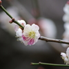 旧浜離宮庭園　梅林の梅