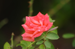 薔薇