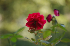 薔薇　7