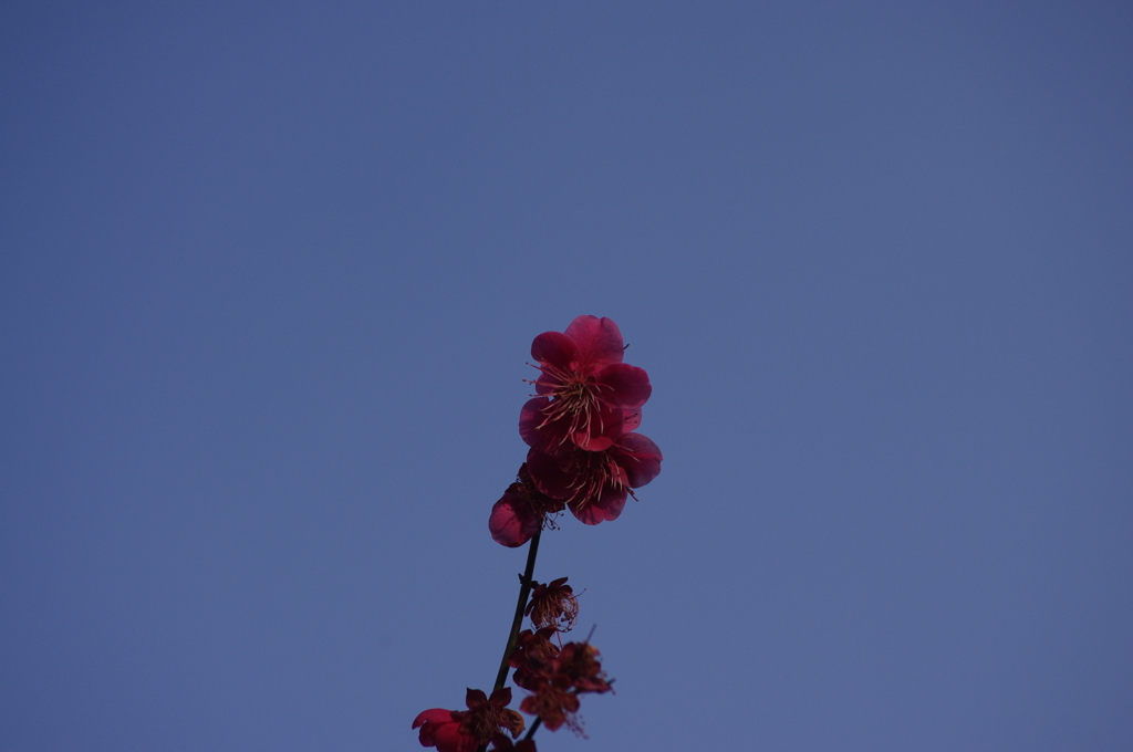 梅　3