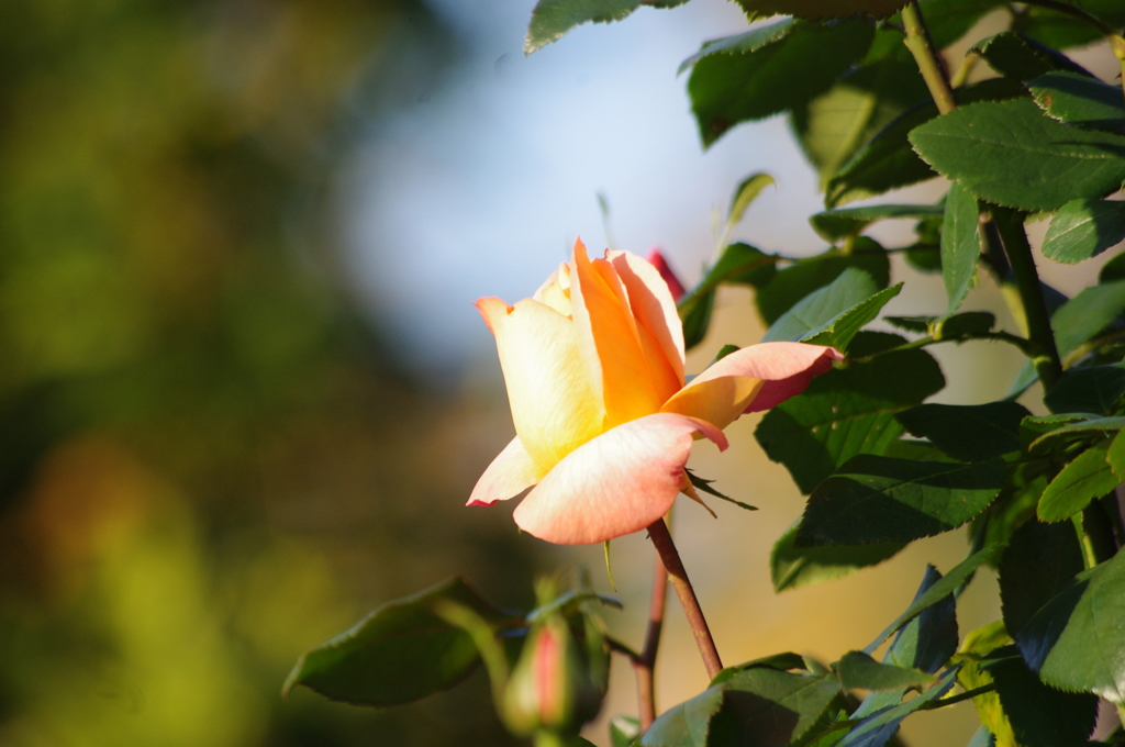 薔薇　1　日比谷公園