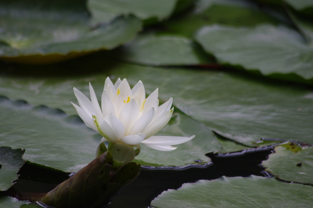 白蓮　2　小石川湖楽園