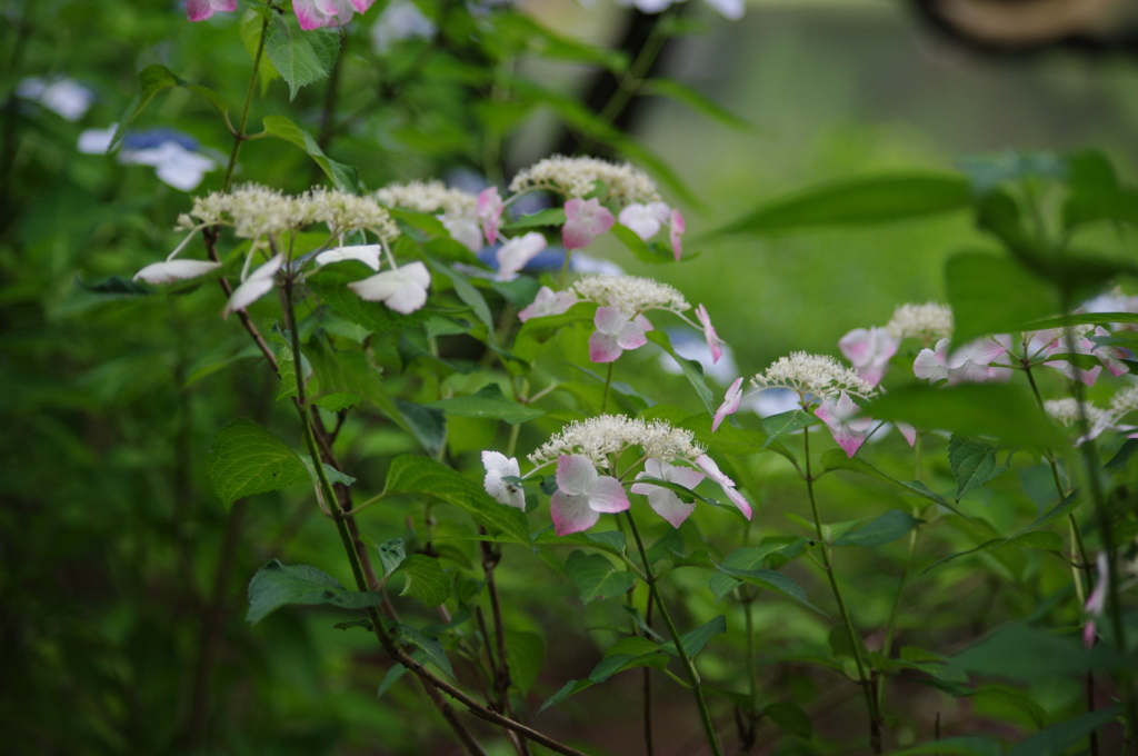 六義園　６月　アジサイ