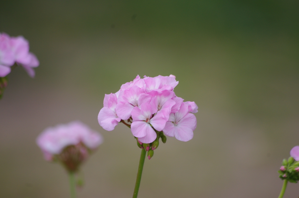 芝公園　花壇　1　８月