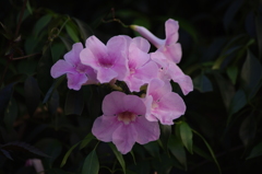 芝浦運河　花壇　3　７月末