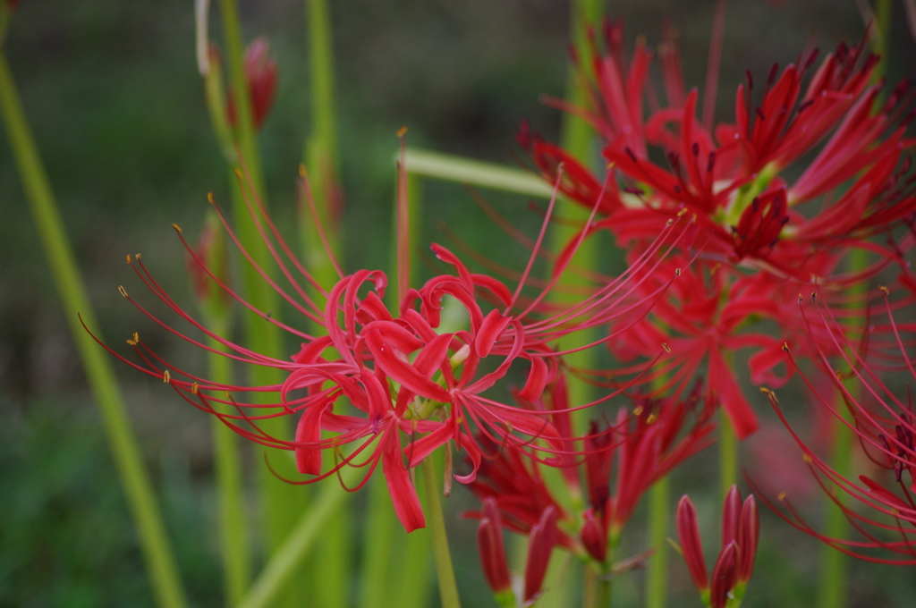 彼岸花　5　旧芝離宮庭園　9月