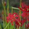 彼岸花　5　旧芝離宮庭園　9月