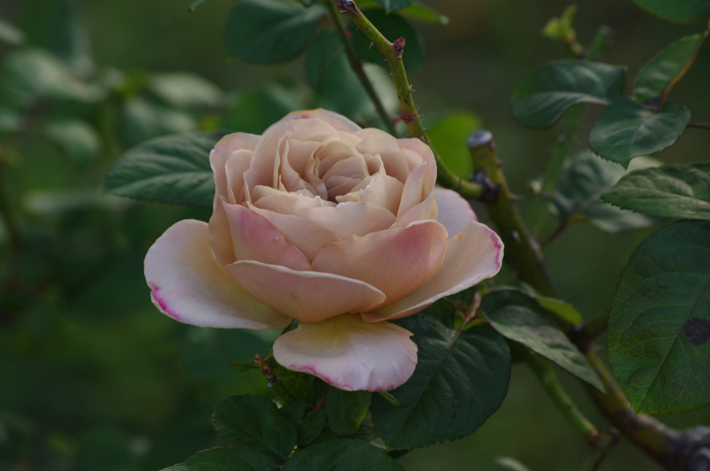 薔薇　5