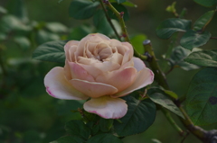 薔薇　5