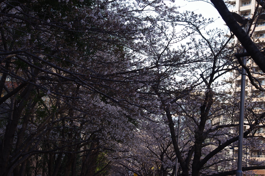櫻　10