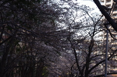 櫻　10