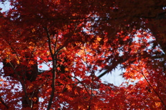 紅葉　小石川後楽園　１２月初旬　6