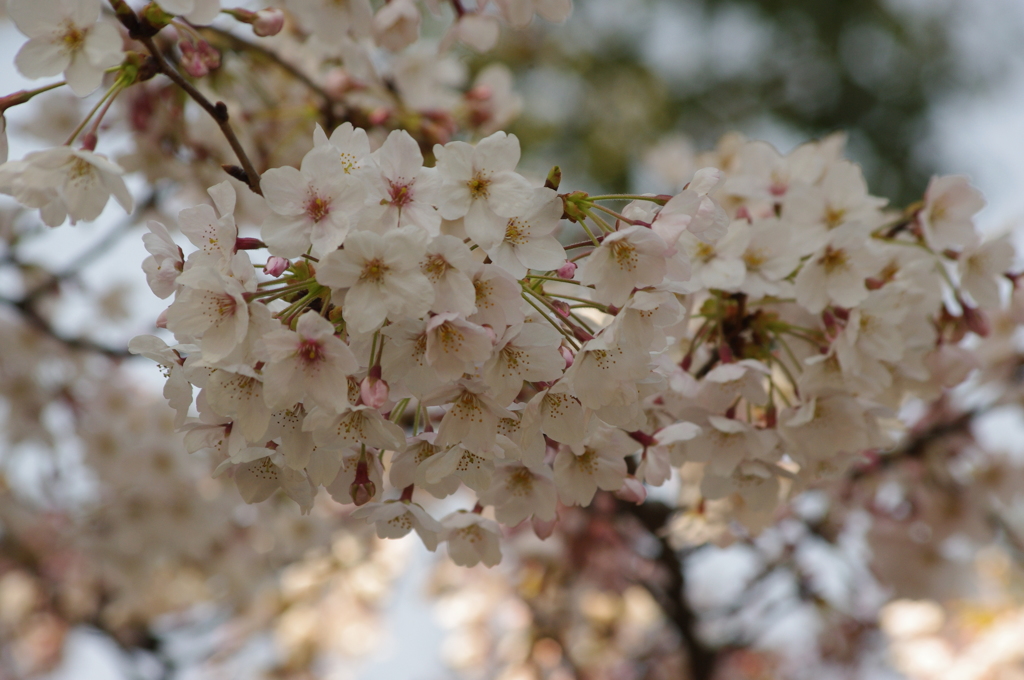 桜　御殿山庭園
