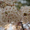 桜　御殿山庭園