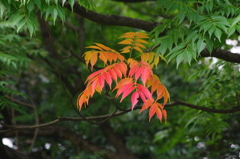 秋のハシリ　ハゼの紅葉
