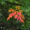 秋のハシリ　ハゼの紅葉