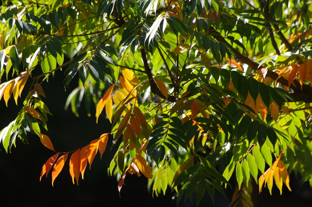 紅葉　1