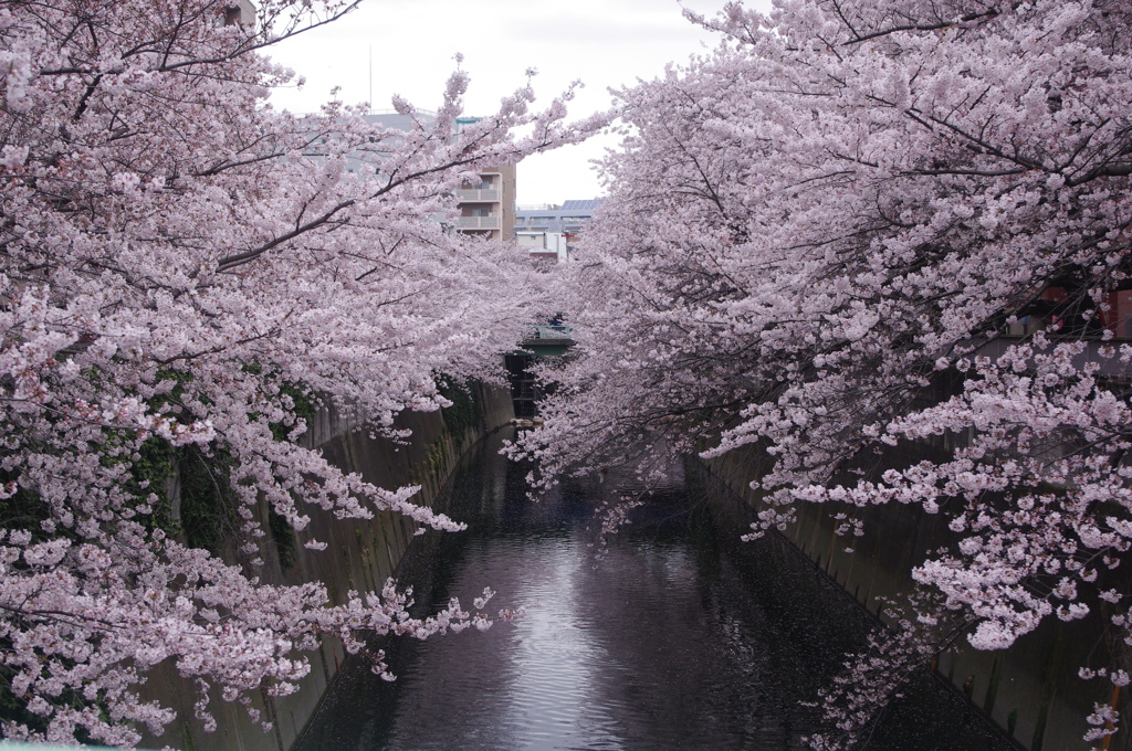 桜　神田川　5