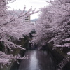 桜　神田川　5
