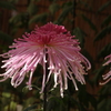 菊　7