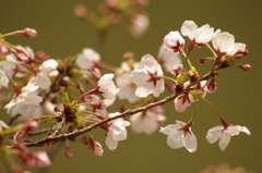 目黒川の桜　5