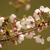 目黒川の桜　5