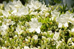 白ツツジ　芝浦中央公園