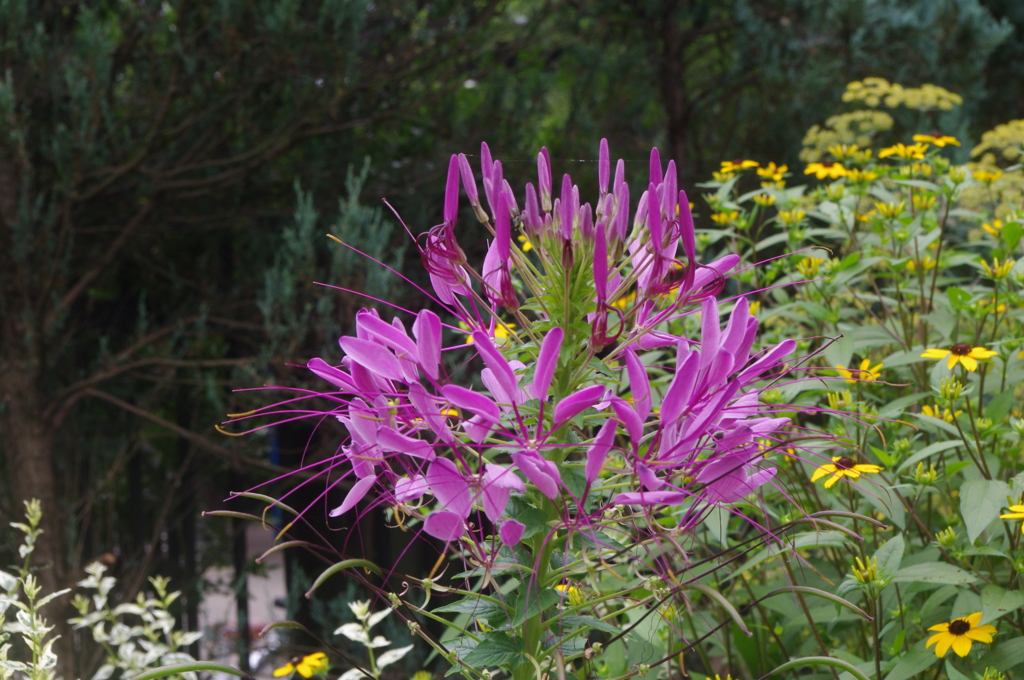 花の小径　代々木公園　７月下旬