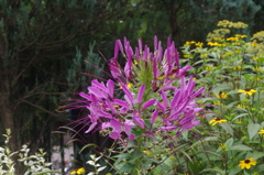 花の小径　代々木公園　７月下旬