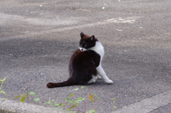 毛づくろい