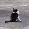毛づくろい