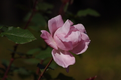 薔薇　4
