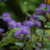 花壇　有栖川宮記念公園