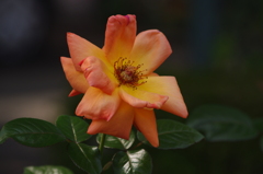 薔薇　2