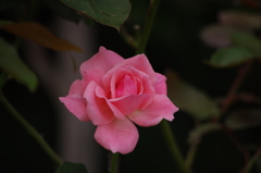 薔薇　8