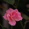 薔薇　8