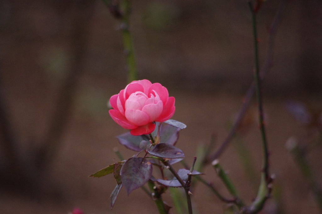 一月の薔薇　5　日比谷公園