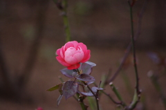 一月の薔薇　5　日比谷公園