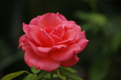 薔薇　2