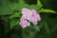 向島百花園　６月　花　1