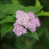 向島百花園　６月　花　1