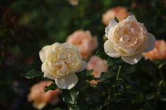 薔薇　13